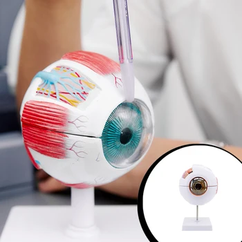 Модель глазного яблока 6 раз Инструменты обучения Модели Медицинский учебный инструмент Обучающие ресурсы Исследование офтальмологии век