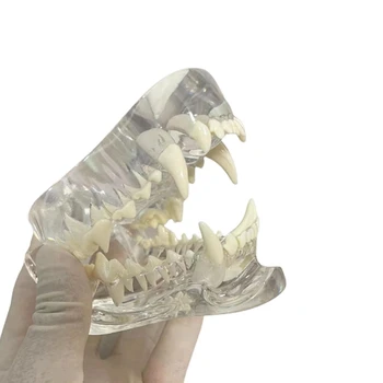  Прозрачные собачьи зубы анатомическая модель животных челюсть ротового зуба для ветеринарного образовательного инструмента